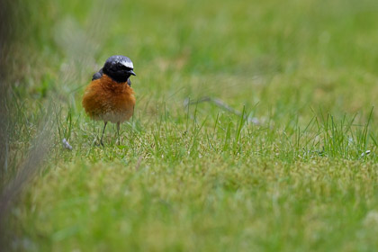 Fåglar Sverige/ Birds Sweden